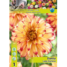 Dahlia Decorative, Koristedaalia 'Lady Darlene', 1 kpl