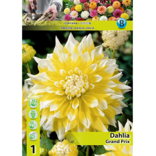 Dahlia, Koristedaalia 'Grand Prix', 1 kpl