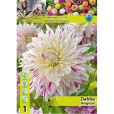 Dahlia Dinnerplate, Lautasdaalia 'Avignon', 1 kpl