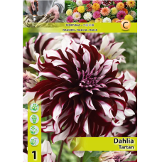 Dahlia Decorative, Koristedaalia 'Tartan', 1 kpl