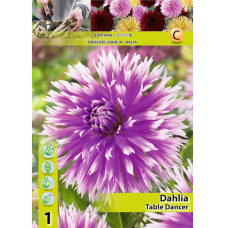 Dahlia Fimbriata, Daalia 'Table Dancer', 1 kpl
