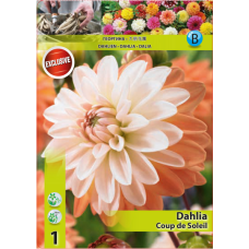  Dahlia Coupe de Soleil, Koristedaalia, 1 kpl