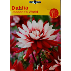 Dahlia Decoratieve, Koristedaalia Rebecca's World, 1 kpl TUOTE ON LOPPUUNMYYTY!
