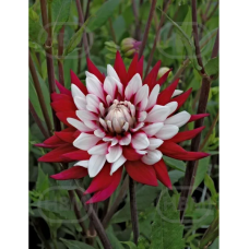 Dahlia Decoratieve, Koristedaalia Rebecca's World, 1 kpl