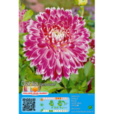 Dinner Plate Vancouver, Lautasdaalia, 1 kpl