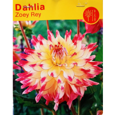 Dahlia Decorative, Koristedaalia  'Zoey Rey', 1 kpl