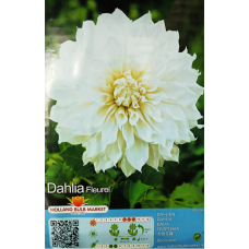 Dahlia Decorative, Koristedaalia 'Fleurel', 1kpl. 