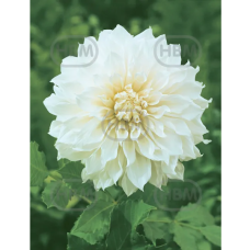 Dahlia Decorative, Koristedaalia 'Fleurel', 1kpl. 