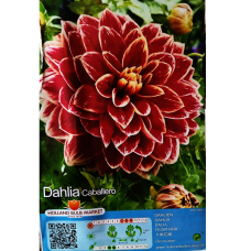 Dahlia Decorative, Koristedaalia 'Caballero', 1 kpl