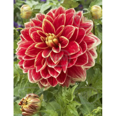 Dahlia Decorative, Koristedaalia 'Caballero', 1 kpl