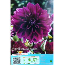 Dahlia Decorative, Koristedaalia 'Thomas A Edison',1 kpl 