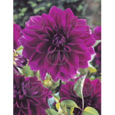 Dahlia Decorative, Koristedaalia 'Thomas A Edison',1 kpl 