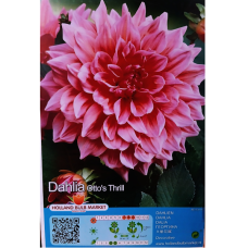Dahlia Decorative, Koristedaalia 'Otto's Thrill', 1 kpl