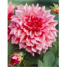 Dahlia Decorative, Koristedaalia 'Otto's Thrill', 1 kpl