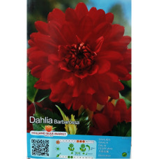 Dahlia Decorative, Koristedaalia 'Barbarossa', 1 kpl
