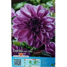 Dahlia Decorative, Koristedaalia 'Lilac Time', 1 kpl Dahlia Decorative, Koristedaalia 'Lilac Time', 1 kpl