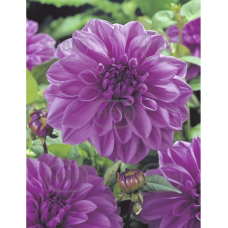 Dahlia Decorative, Koristedaalia 'Lilac Time', 1 kpl Dahlia Decorative, Koristedaalia 'Lilac Time', 1 kpl