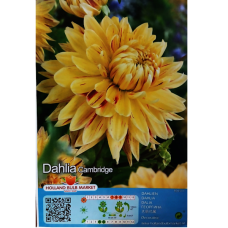 Dinnerplate, Lautasdaalia 'Cambridge', 1 kpl