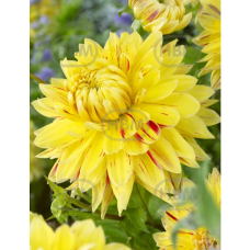 Dinnerplate, Lautasdaalia 'Cambridge', 1 kpl