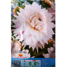 Dinnerplate dahlia, Lautasdaalia Kiev, 1 kpl. ALE - 60%!