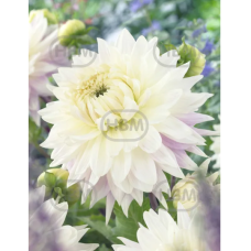 Dinnerplate dahlia, Lautasdaalia Kiev, 1 kpl.