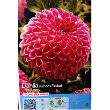 Dahlia Ball, Pallodaalia 'Kenora Fireball', 1 kpl