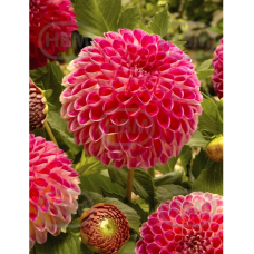 Dahlia Ball, Pallodaalia 'Kenora Fireball', 1 kpl