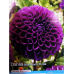 Dahlia Ball, Pallodaalia 'Boom Boom Purple', 1 kpl