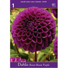 Dahlia Ball, Pallodaalia 'Boom Boom Purple', 1 kpl