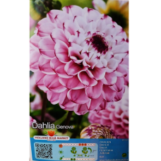 Dahlia Ball, Pallodaalia 'Ball Genova', 1 kpl