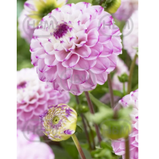 Dahlia Ball, Pallodaalia 'Kenora Fireball', 1 kpl