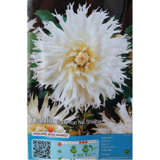 Dahlia Fimbriata 'Tsuki-Yori-No-Shisha', Daalia, 1 kpl 