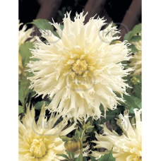 Dahlia Fimbriata 'Tsuki-Yori-No-Shisha', Daalia, 1 kpl 