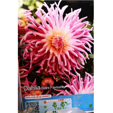 Dahlia Cactus, Fringed 'Stars Favourite', Kaktusdaalia, 1 kpl 