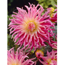 Dahlia Cactus, Fringed 'Stars Favourite', Kaktusdaalia, 1 kpl 
