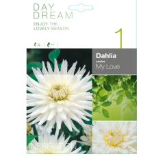  Dahlia Cactus, Kaktusdaalia 'My Love', 1 kpl  