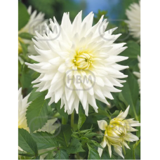  Dahlia Cactus, Kaktusdaalia 'My Love', 1 kpl  