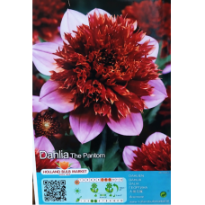 Dahlia Anemone, Vuokkodaalia ‘The Phantom’ Dahlia Anemone, Vuokkodaalia ‘The Phantom’