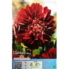 Dahlia Anemone, Vuokkodaalia 'El Nino', 1 kpl Dahlia Anemone, Vuokkodaalia 'El Nino', 1 kpl