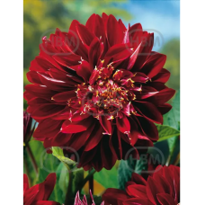 Dahlia Anemone, Vuokkodaalia 'El Nino', 1 kpl
