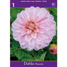 Dahlia Decorative, Koristedaalia 'Bonesta', 1 kpl