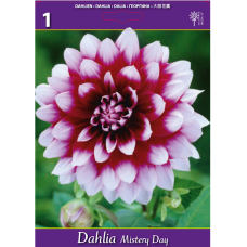 Dahlia Decorative, Koristedaalia, Mistery Day, 1 kpl