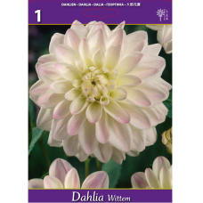 Dahlia Decorative, Koristedaalia, 'Wittem', 1 kpl