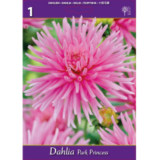 Dahlia Cactus, Kaktusdaalia 'Park Princess', 1 kpl