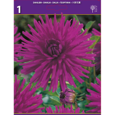 Dahlia Cactus, Kaktusdaalia ‘Purple Gem’, 1 kpl