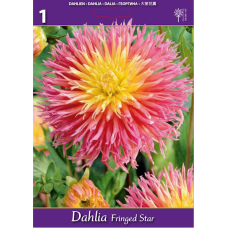 Dahlia Cactus, Kaktusdaalia 'Fringed Star', 1 pc