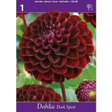 Dahlia ball, Pallodaalia 'Dark Spirit'