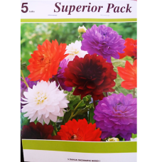 Dahlia Decorative, Koristedaalia 'Mixed Collections'XXL, 5 kpl ALE - 50%!