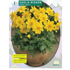 Dahlia Mignon Yellow Sneezy, Daalia, 1kpl