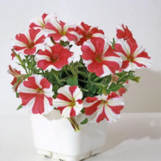 Petunia Hybrid F1 Bella Series (miniflora): Bella Star Red & White